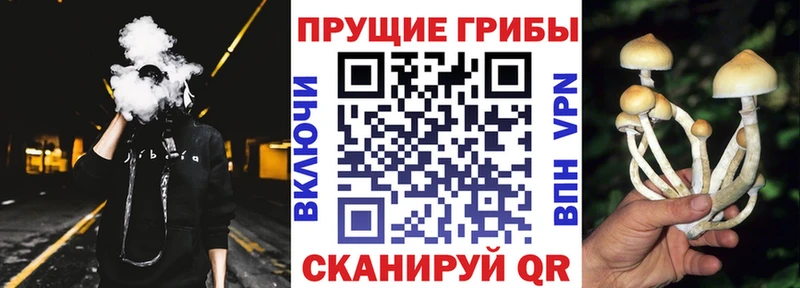 наркотики  Калуга  Псилоцибиновые грибы Psilocybine cubensis 